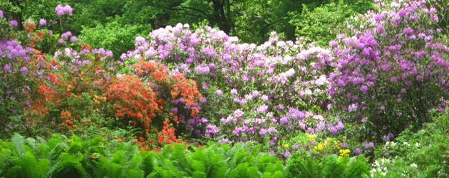 flore-illu_content_002 flore-illu_content_002